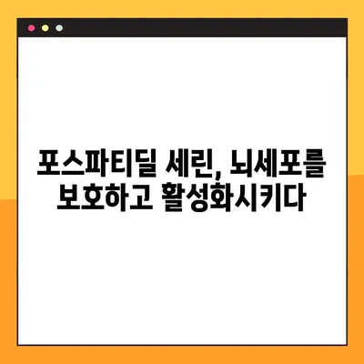 포스파티딜 세린, 기억력 향상의 열쇠? | 뇌 건강과 기억력 증진에 대한 심층 분석