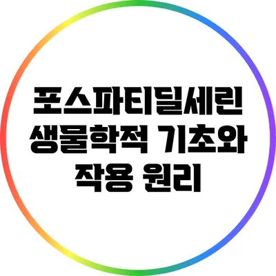 포스파티딜세린: 생물학적 기초와 작용 원리